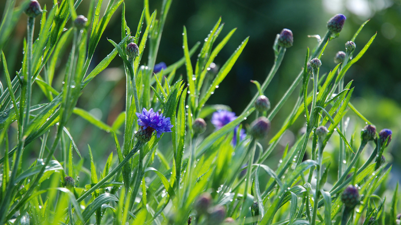 Blumenwiese