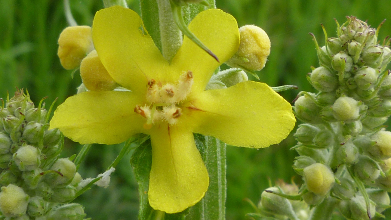 Gelb blühende Blume