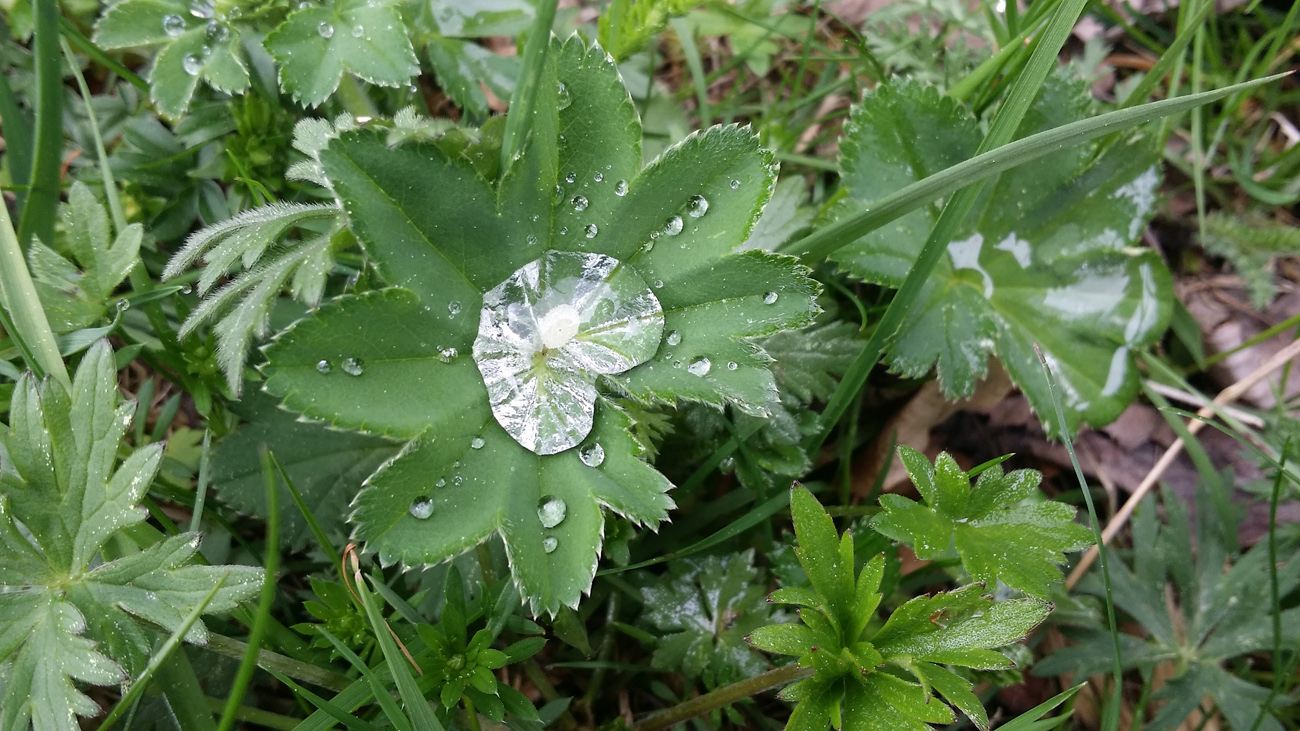 Tautropfen auf Kräutern