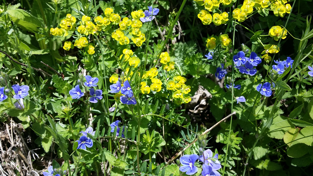 Blumenwiese