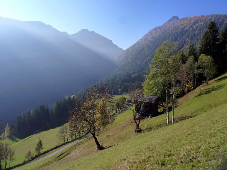 Die Lesachtaler Hochwiese blüht