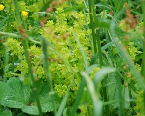 Frauenkräuter auf Wiese und Garten